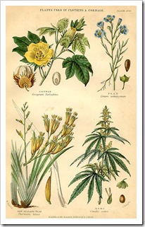 cannabis_sativa7 cannabis_sativa7